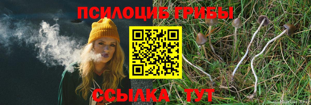 Псилоцибиновые грибы Psilocybe Ковров